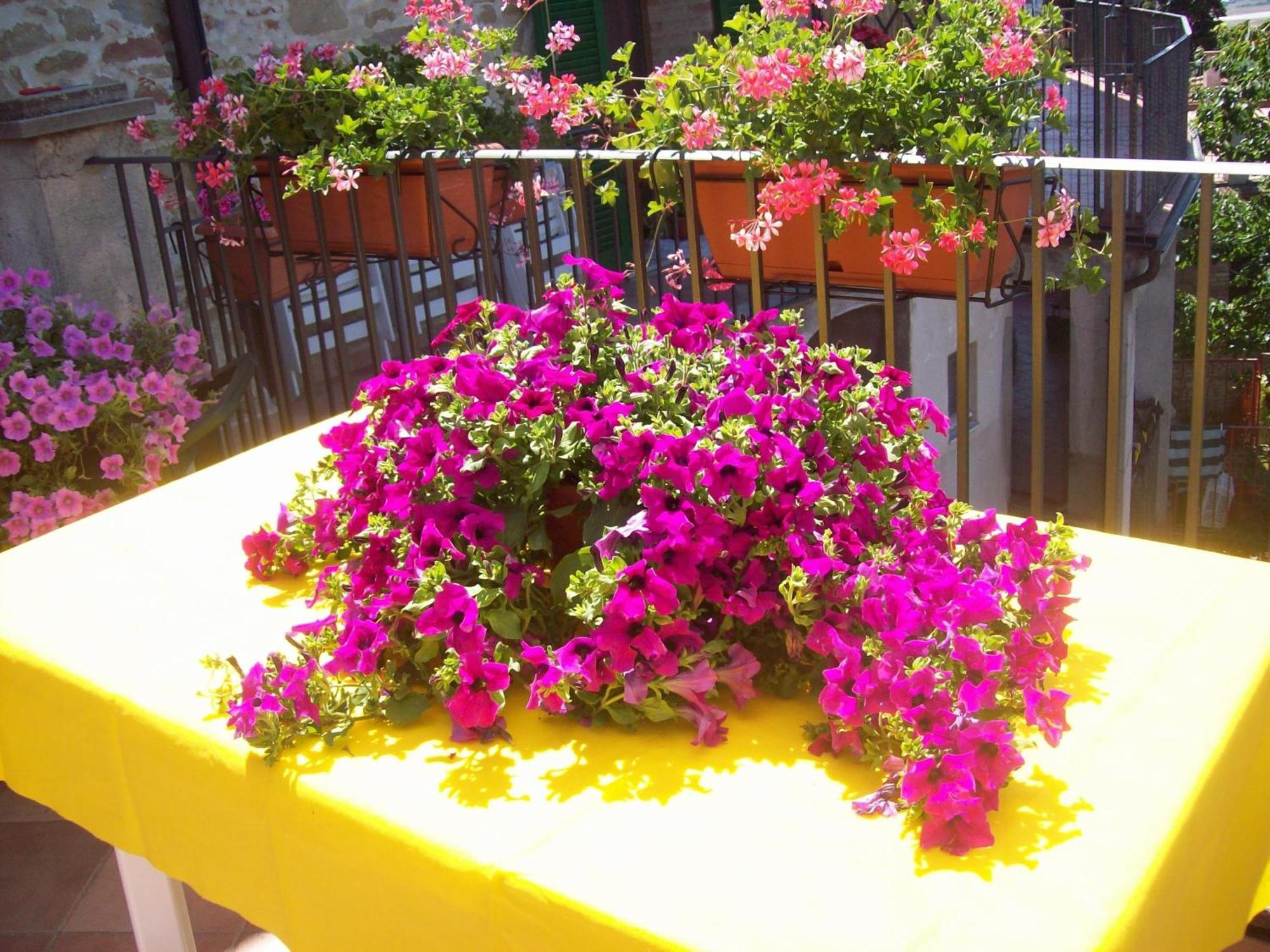 Bed and Breakfast La Terrazza Fio...Rita à Ripa Extérieur photo